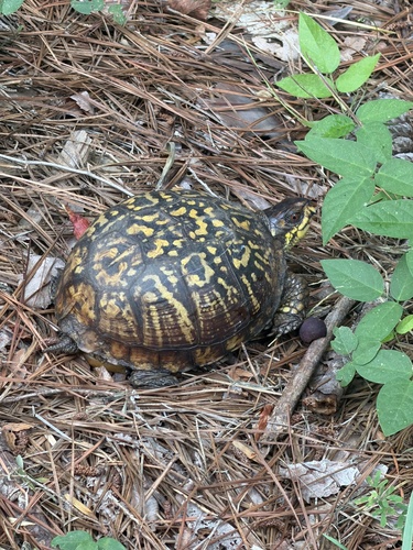 Eastern Box Turtle