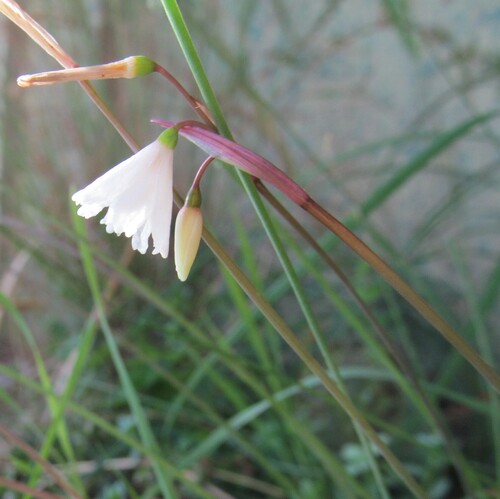 Autumn snowflake (Acis autumnalis)