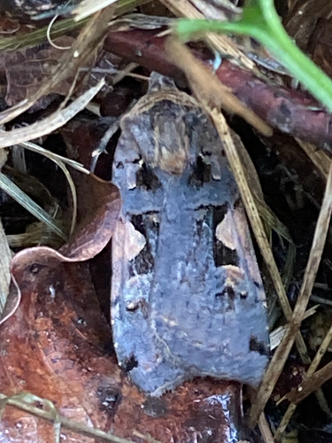 Setaceous Hebrew Character