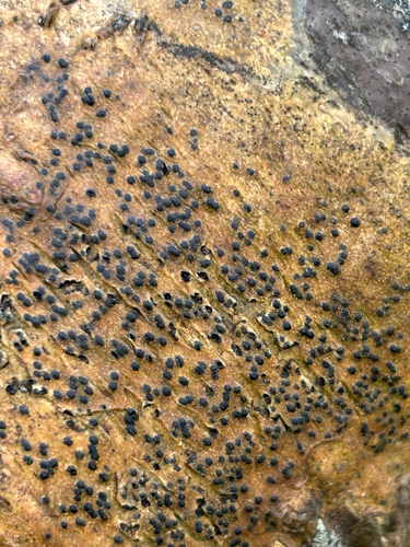 Pyrenula macrospora