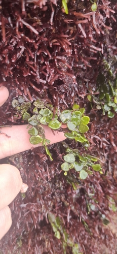 Halimeda cuneata observed 2026-08-28