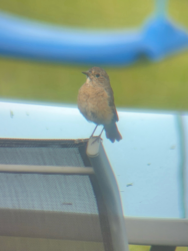 Common Redstart