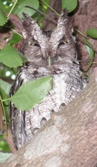 Megascops roboratus