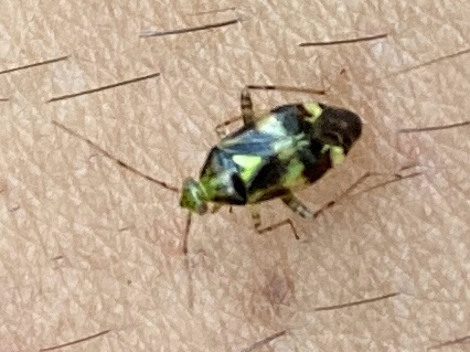 Three Spotted Nettle Bug