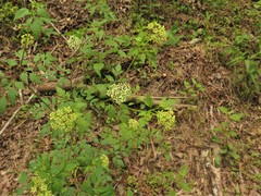 Thaspium chapmanii