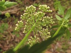 Thaspium chapmanii