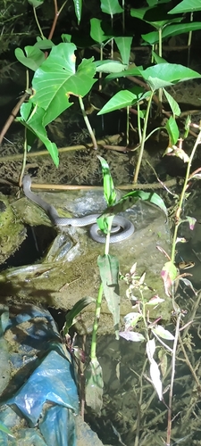 Hypsiscopus plumbea observed 2026-08-29