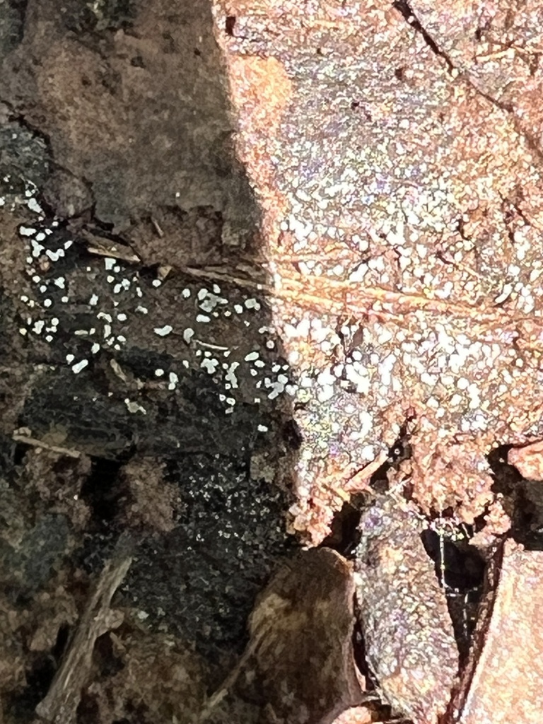 couscous crust · August 2026 · photo: Photo: (c) Mark Richman, some rights reserved (CC BY) · iNaturalist