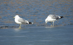 Larus canus