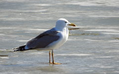 Larus canus