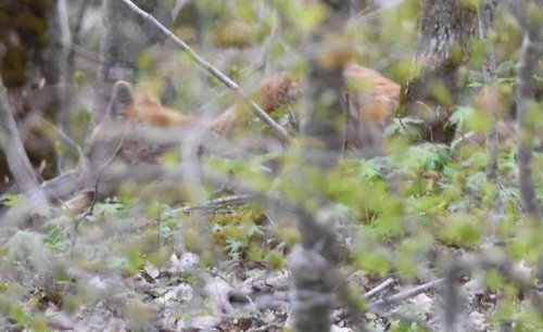Coyote photographed in West Virginia