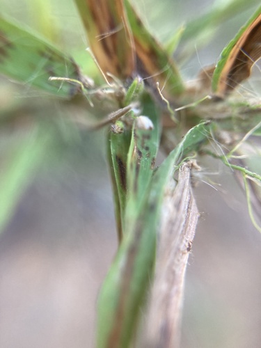Dichanthelium lanuginosum, 2026-08-28