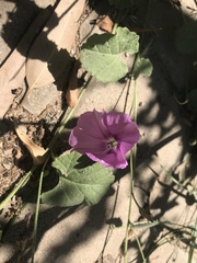 Convolvulus stachydifolius