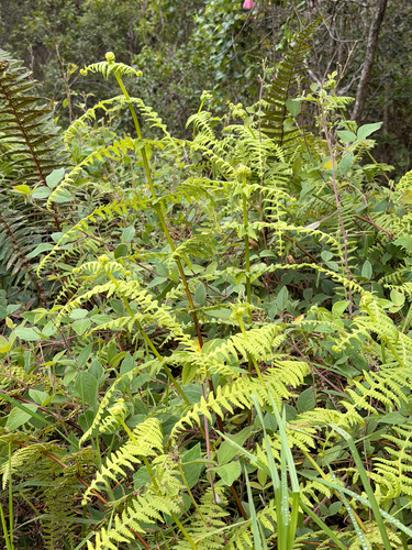 Pseudophegopteris keraudreniana observed 2026-08-27