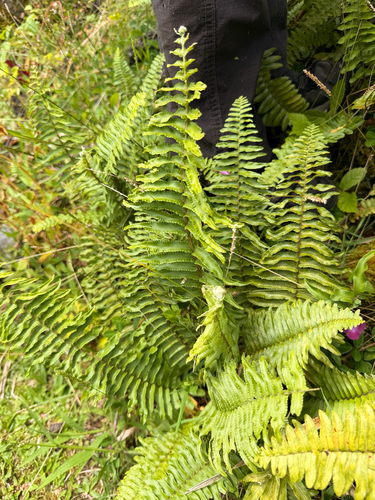 Nephrolepis brownii observed 2026-06-23