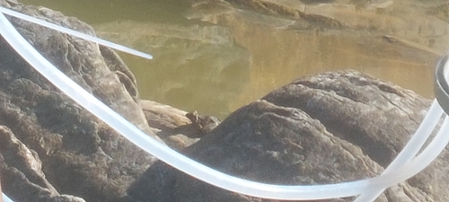 Iberian Green Frog