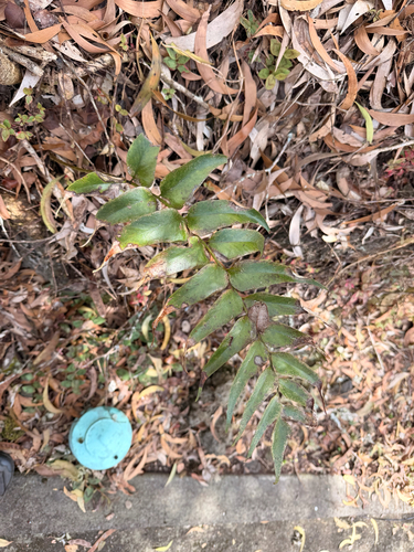 Cyrtomium falcatum observed 2026-08-27