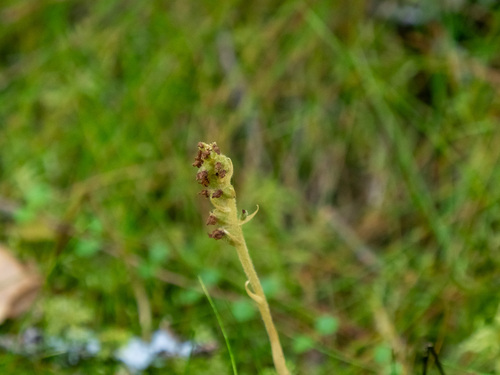 Goodyera repens observed 2026-08-27