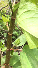 Reynoutria japonica