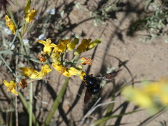 Xylocopa californica diamesa