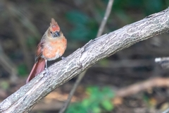 Cardinalis cardinalis image