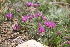 Astragalus suprapilosus