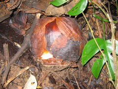 Rafflesia