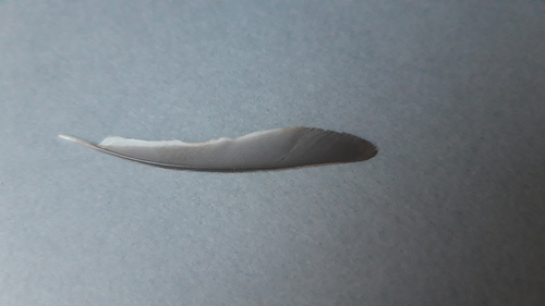 Plume de Mésange noire