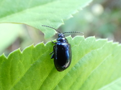 Altica chalybea