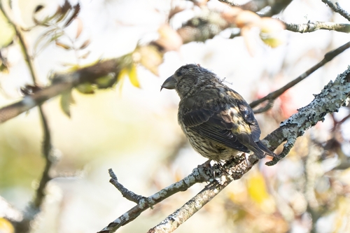 Red Crossbill