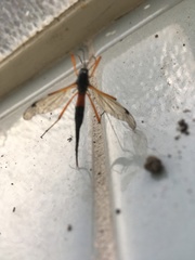 Tanyptera atrata