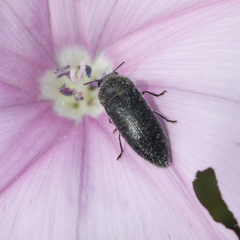 Acmaeodera brevipes