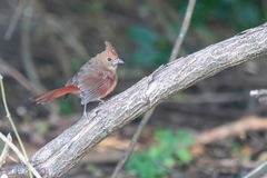 Cardinalis cardinalis image