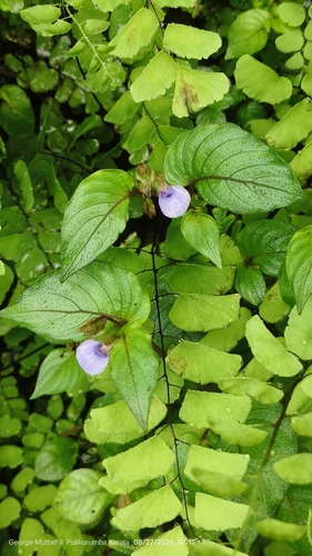 Klugia, 2026-08-27