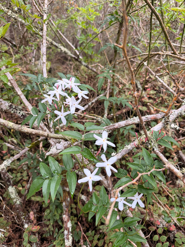 Jasminum polyanthum observed 2026-08-27