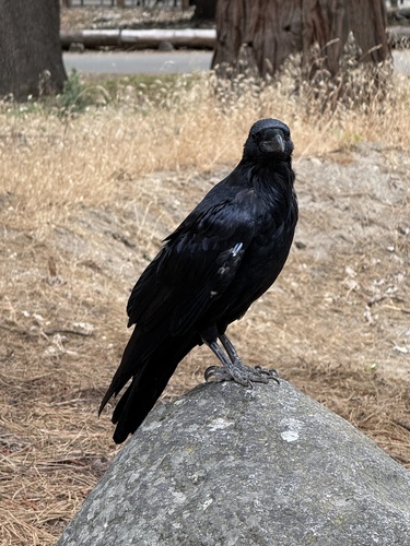 iNaturalist observation photo of Common Raven