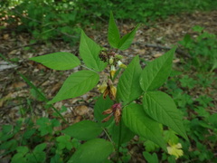 Vicia oroboides