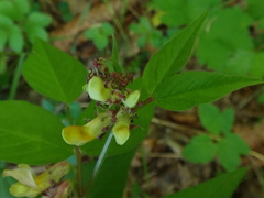 Vicia oroboides