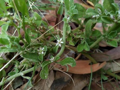Aizoon pubescens, photograph (c) grampianshiker, some rights reserved (CC BY)