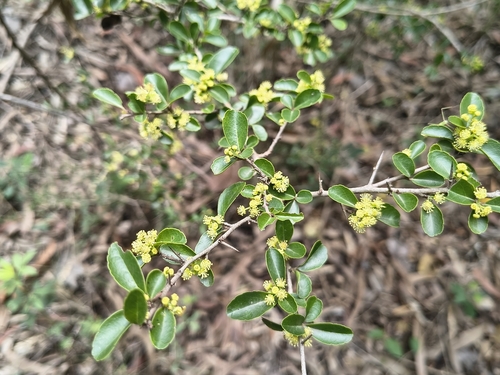 Flacourtia indica