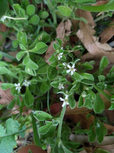 Aizoon pubescens, photograph 3