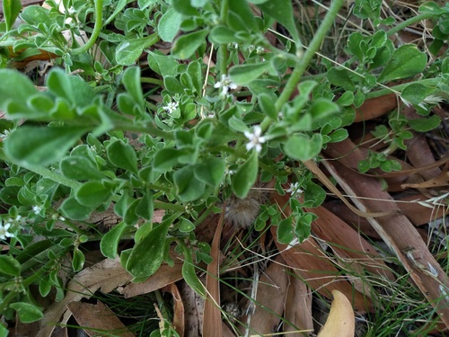 Aizoon pubescens, photograph 4