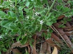 Aizoon pubescens, photograph (c) grampianshiker, some rights reserved (CC BY)