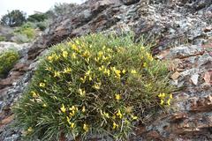 Genista desoleana