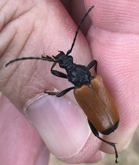 Trigonarthris atrata