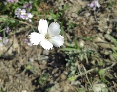 Dianthus lanceolatus