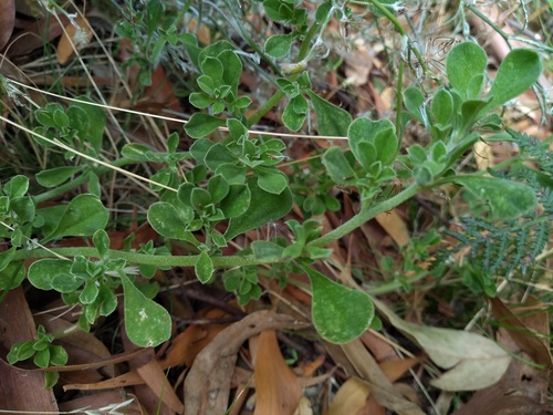 Aizoon pubescens, photograph 5