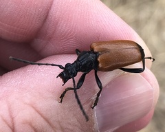 Trigonarthris atrata