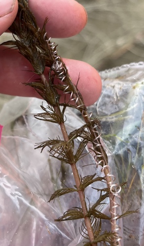 Myriophyllum triphyllum observed 2026-08-27