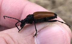 Trigonarthris atrata